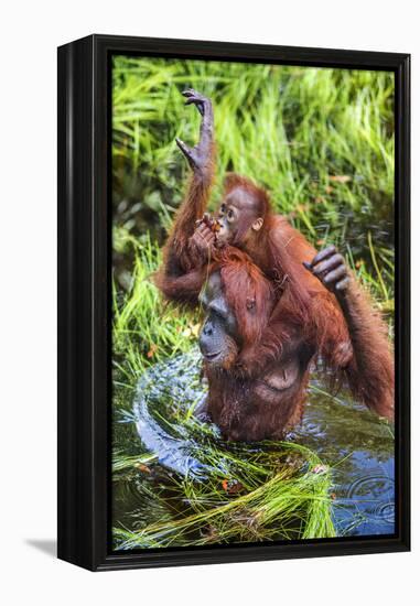 Indonesia, Central Kalimatan-Nigel Pavitt-Framed Premier Image Canvas