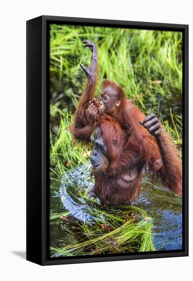 Indonesia, Central Kalimatan-Nigel Pavitt-Framed Premier Image Canvas