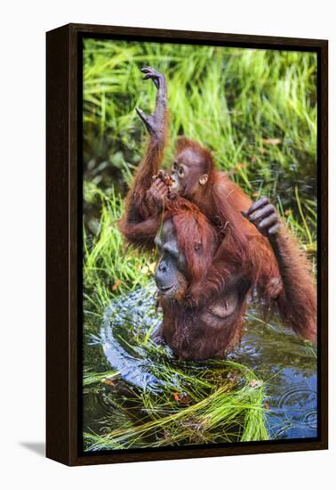 Indonesia, Central Kalimatan-Nigel Pavitt-Framed Premier Image Canvas