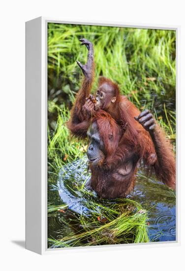 Indonesia, Central Kalimatan-Nigel Pavitt-Framed Premier Image Canvas