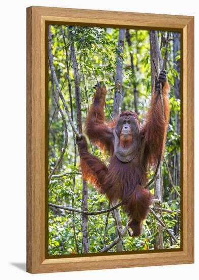 Indonesia, Central Kalimatan-Nigel Pavitt-Framed Premier Image Canvas