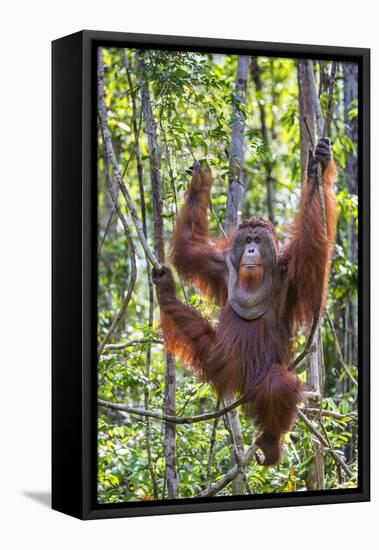 Indonesia, Central Kalimatan-Nigel Pavitt-Framed Premier Image Canvas