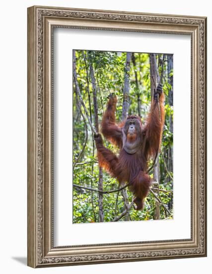 Indonesia, Central Kalimatan-Nigel Pavitt-Framed Photographic Print