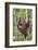 Indonesia, Central Kalimatan-Nigel Pavitt-Framed Photographic Print