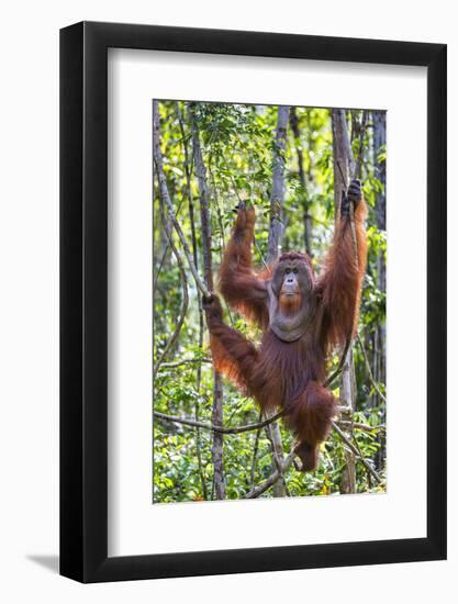 Indonesia, Central Kalimatan-Nigel Pavitt-Framed Photographic Print