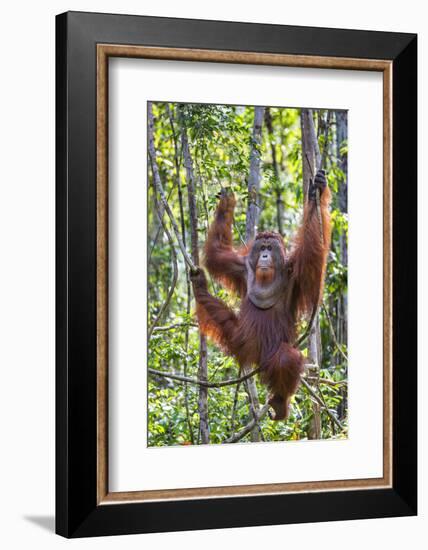 Indonesia, Central Kalimatan-Nigel Pavitt-Framed Photographic Print