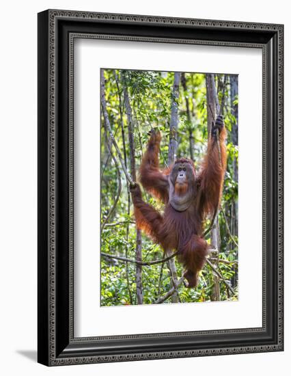 Indonesia, Central Kalimatan-Nigel Pavitt-Framed Photographic Print