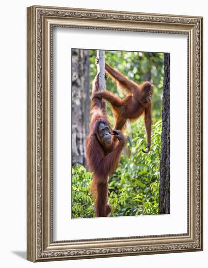 Indonesia, Central Kalimatan-Nigel Pavitt-Framed Photographic Print