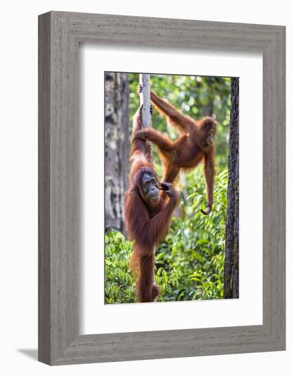 Indonesia, Central Kalimatan-Nigel Pavitt-Framed Photographic Print