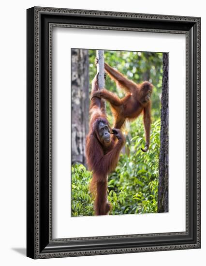 Indonesia, Central Kalimatan-Nigel Pavitt-Framed Photographic Print