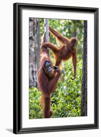 Indonesia, Central Kalimatan-Nigel Pavitt-Framed Photographic Print