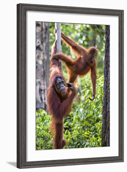 Indonesia, Central Kalimatan-Nigel Pavitt-Framed Photographic Print