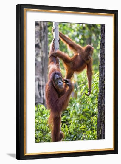 Indonesia, Central Kalimatan-Nigel Pavitt-Framed Photographic Print