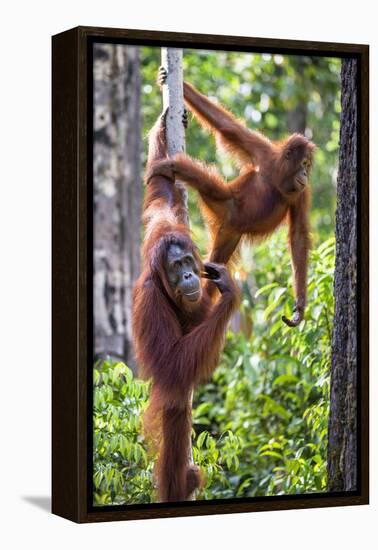 Indonesia, Central Kalimatan-Nigel Pavitt-Framed Premier Image Canvas