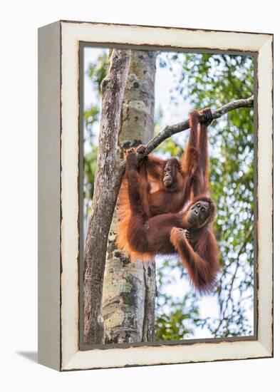 Indonesia, Central Kalimatan-Nigel Pavitt-Framed Premier Image Canvas