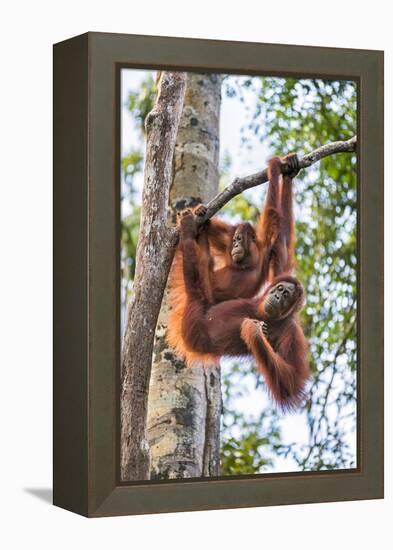 Indonesia, Central Kalimatan-Nigel Pavitt-Framed Premier Image Canvas