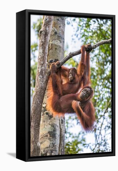 Indonesia, Central Kalimatan-Nigel Pavitt-Framed Premier Image Canvas