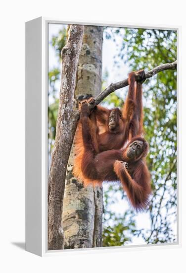 Indonesia, Central Kalimatan-Nigel Pavitt-Framed Premier Image Canvas