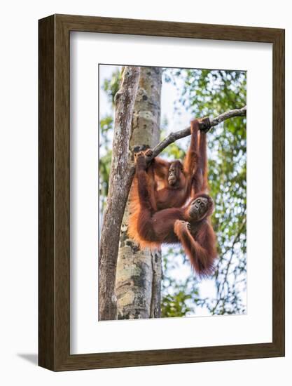 Indonesia, Central Kalimatan-Nigel Pavitt-Framed Photographic Print