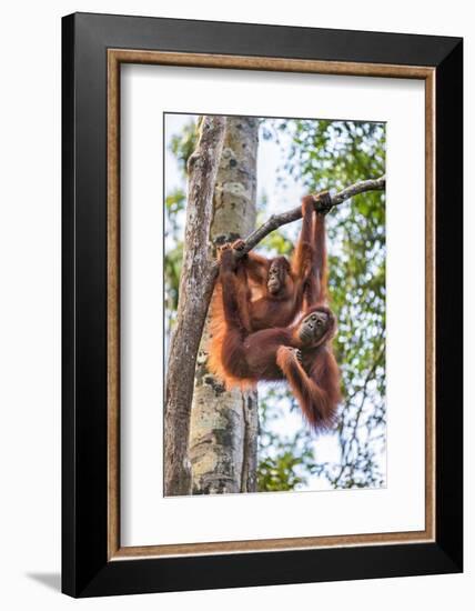 Indonesia, Central Kalimatan-Nigel Pavitt-Framed Photographic Print