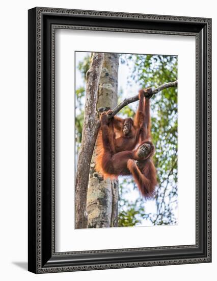 Indonesia, Central Kalimatan-Nigel Pavitt-Framed Photographic Print