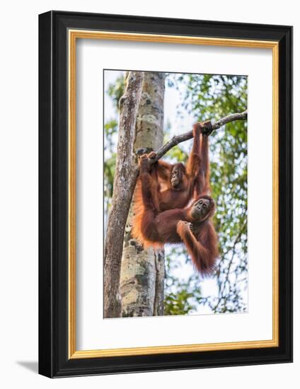 Indonesia, Central Kalimatan-Nigel Pavitt-Framed Photographic Print