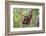 Indonesia, Central Kalimatan-Nigel Pavitt-Framed Photographic Print