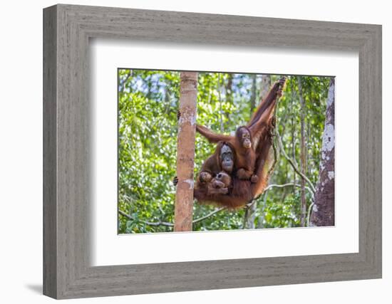 Indonesia, Central Kalimatan-Nigel Pavitt-Framed Photographic Print