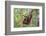 Indonesia, Central Kalimatan-Nigel Pavitt-Framed Photographic Print