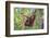 Indonesia, Central Kalimatan-Nigel Pavitt-Framed Photographic Print