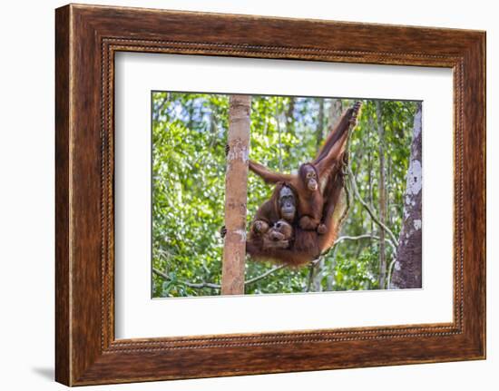 Indonesia, Central Kalimatan-Nigel Pavitt-Framed Photographic Print