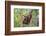 Indonesia, Central Kalimatan-Nigel Pavitt-Framed Photographic Print