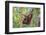 Indonesia, Central Kalimatan-Nigel Pavitt-Framed Photographic Print