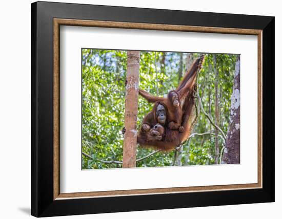 Indonesia, Central Kalimatan-Nigel Pavitt-Framed Photographic Print