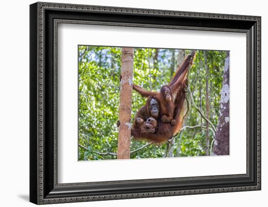 Indonesia, Central Kalimatan-Nigel Pavitt-Framed Photographic Print