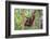 Indonesia, Central Kalimatan-Nigel Pavitt-Framed Photographic Print