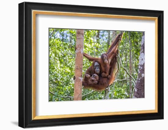 Indonesia, Central Kalimatan-Nigel Pavitt-Framed Photographic Print