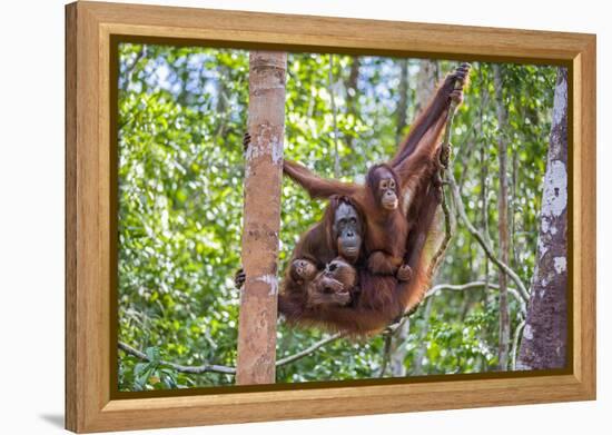 Indonesia, Central Kalimatan-Nigel Pavitt-Framed Premier Image Canvas