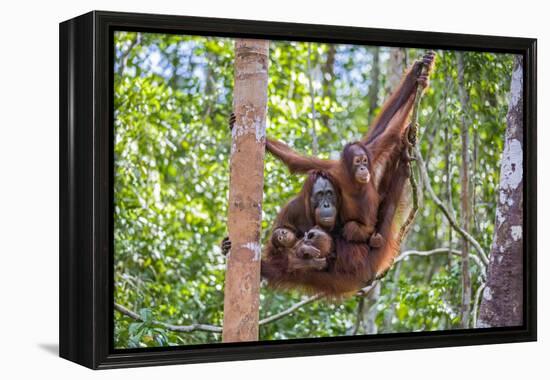 Indonesia, Central Kalimatan-Nigel Pavitt-Framed Premier Image Canvas