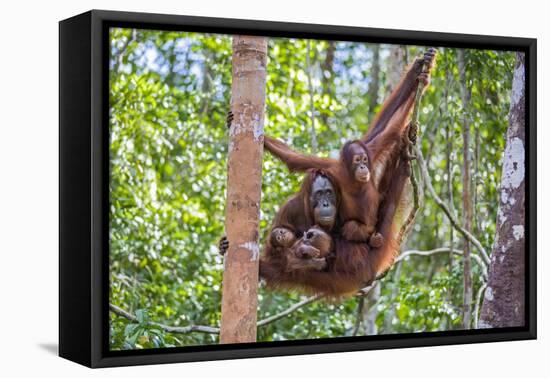 Indonesia, Central Kalimatan-Nigel Pavitt-Framed Premier Image Canvas