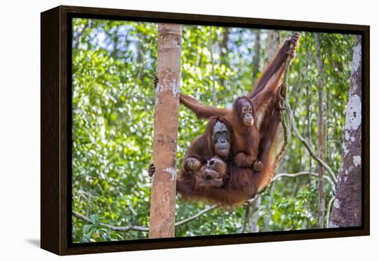 Indonesia, Central Kalimatan-Nigel Pavitt-Framed Premier Image Canvas