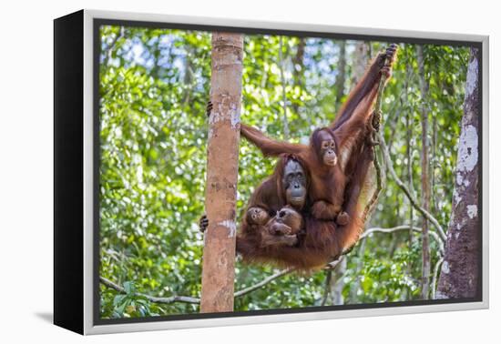 Indonesia, Central Kalimatan-Nigel Pavitt-Framed Premier Image Canvas