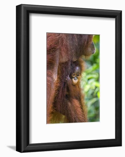 Indonesia, Central Kalimatan-Nigel Pavitt-Framed Photographic Print