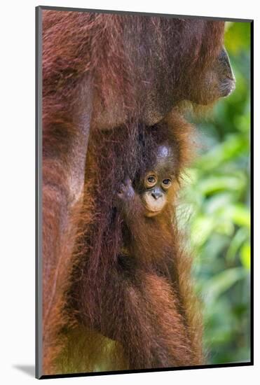 Indonesia, Central Kalimatan-Nigel Pavitt-Mounted Photographic Print