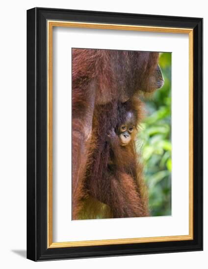 Indonesia, Central Kalimatan-Nigel Pavitt-Framed Photographic Print