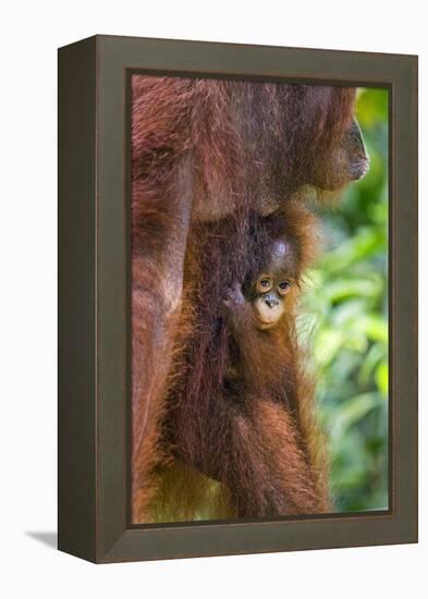 Indonesia, Central Kalimatan-Nigel Pavitt-Framed Premier Image Canvas