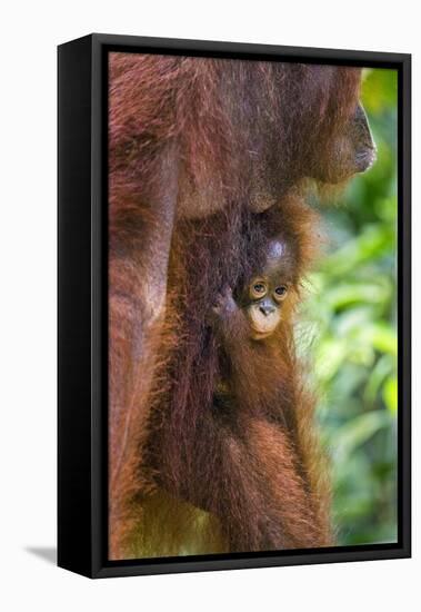 Indonesia, Central Kalimatan-Nigel Pavitt-Framed Premier Image Canvas