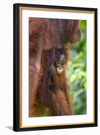 Indonesia, Central Kalimatan-Nigel Pavitt-Framed Photographic Print