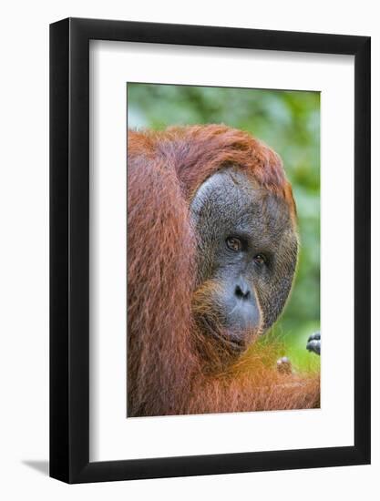 Indonesia, Central Kalimatan-Nigel Pavitt-Framed Photographic Print