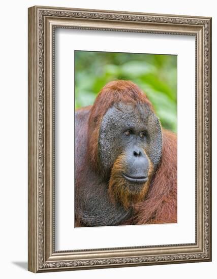 Indonesia, Central Kalimatan-Nigel Pavitt-Framed Photographic Print